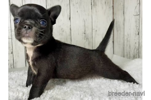 成約済の茨城県のミックス犬-317756の23枚目